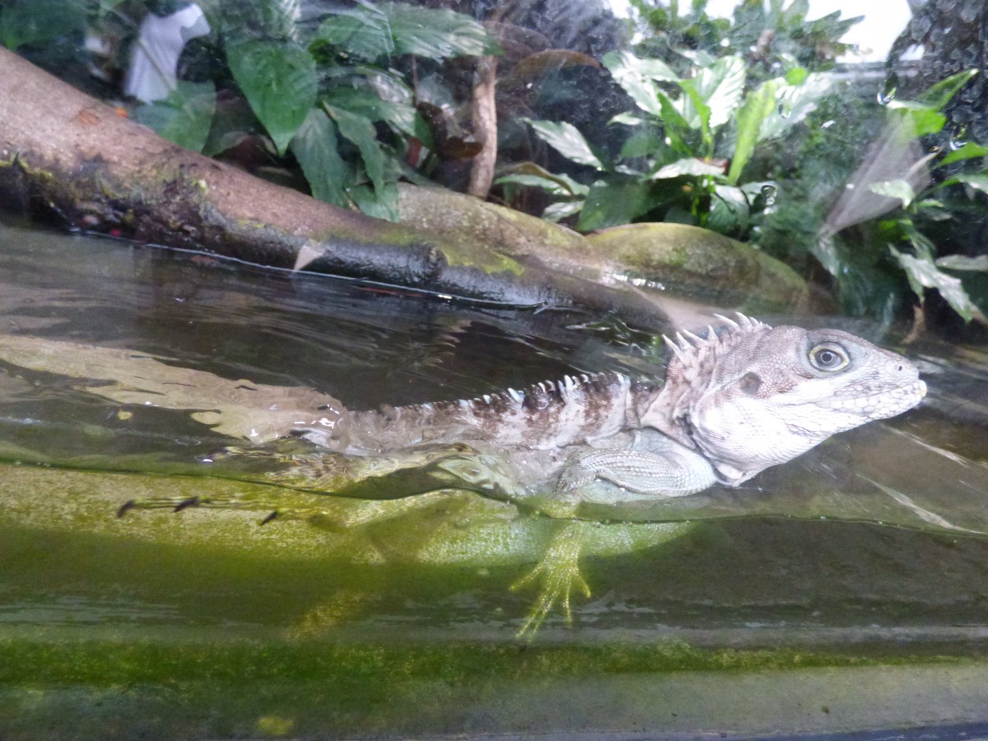 Forest Dragon having a dip