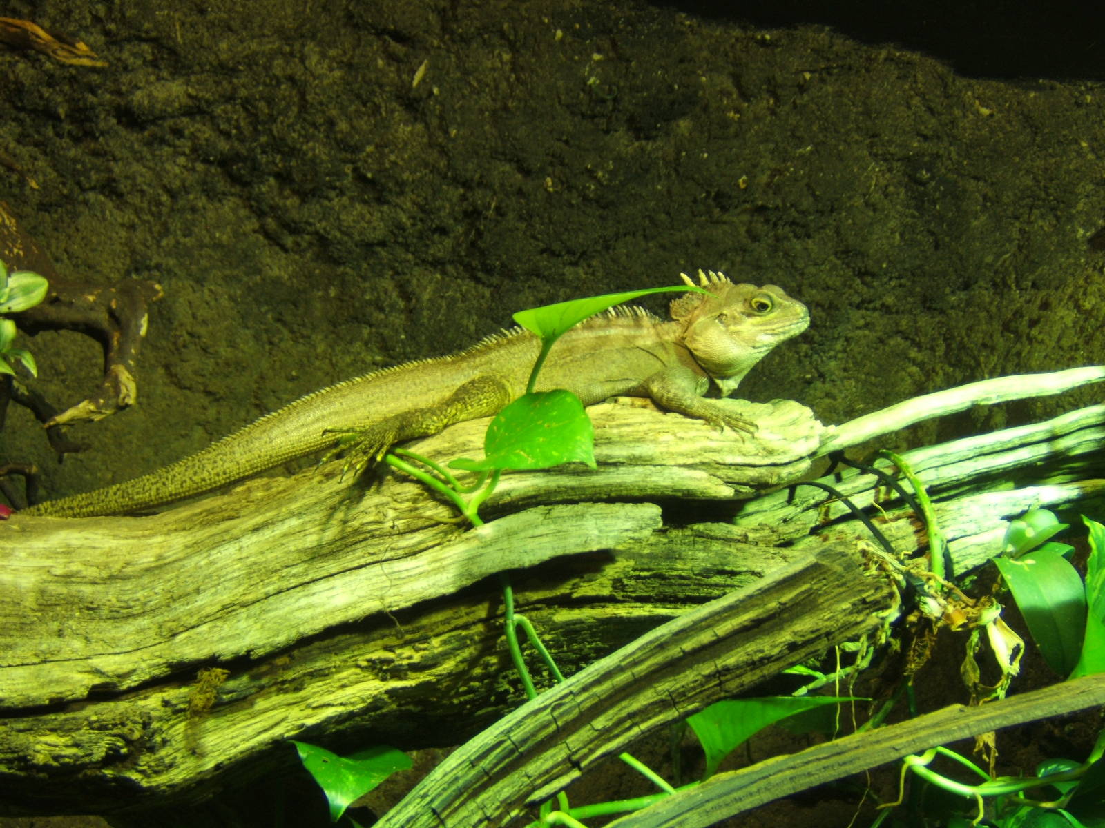 Forest Dragon (Hypsilurus nigrigularis)