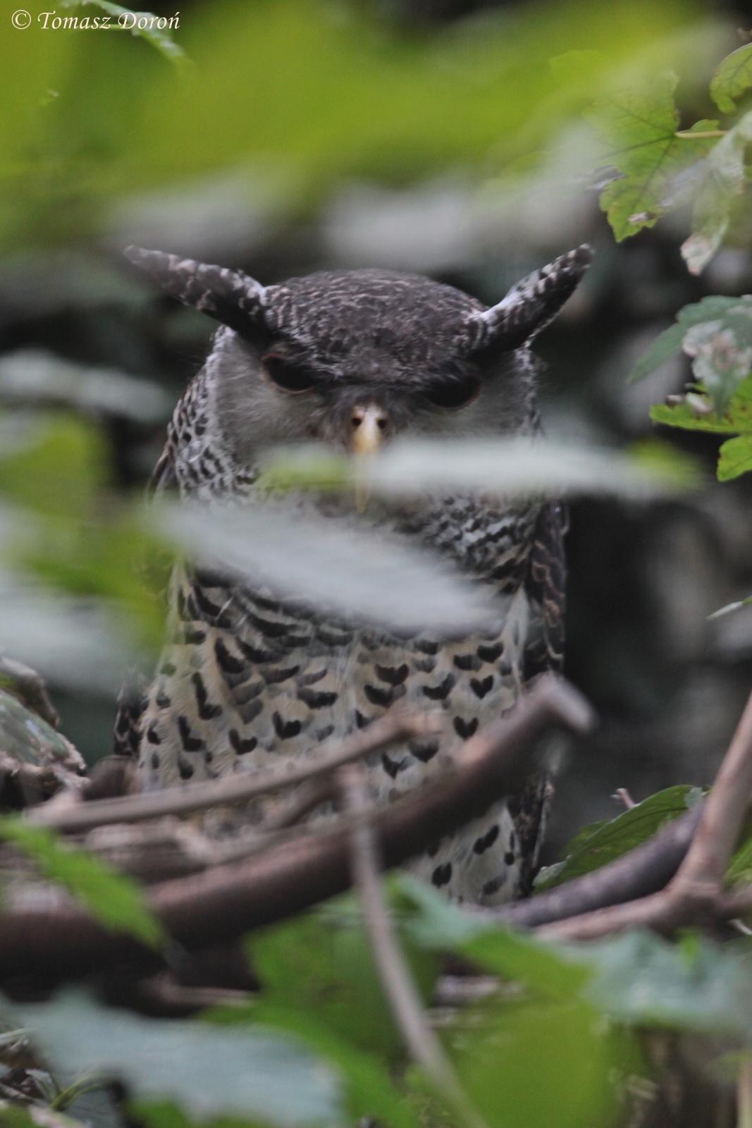 Forest Eagle-owl (Bubo nipalensis blighi)