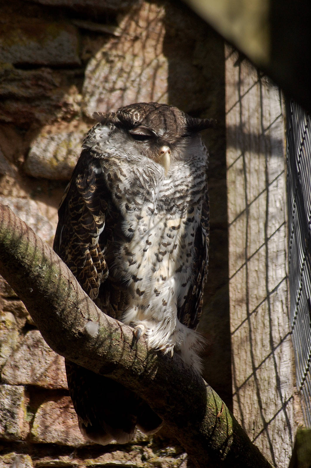Forest Eagle Owl