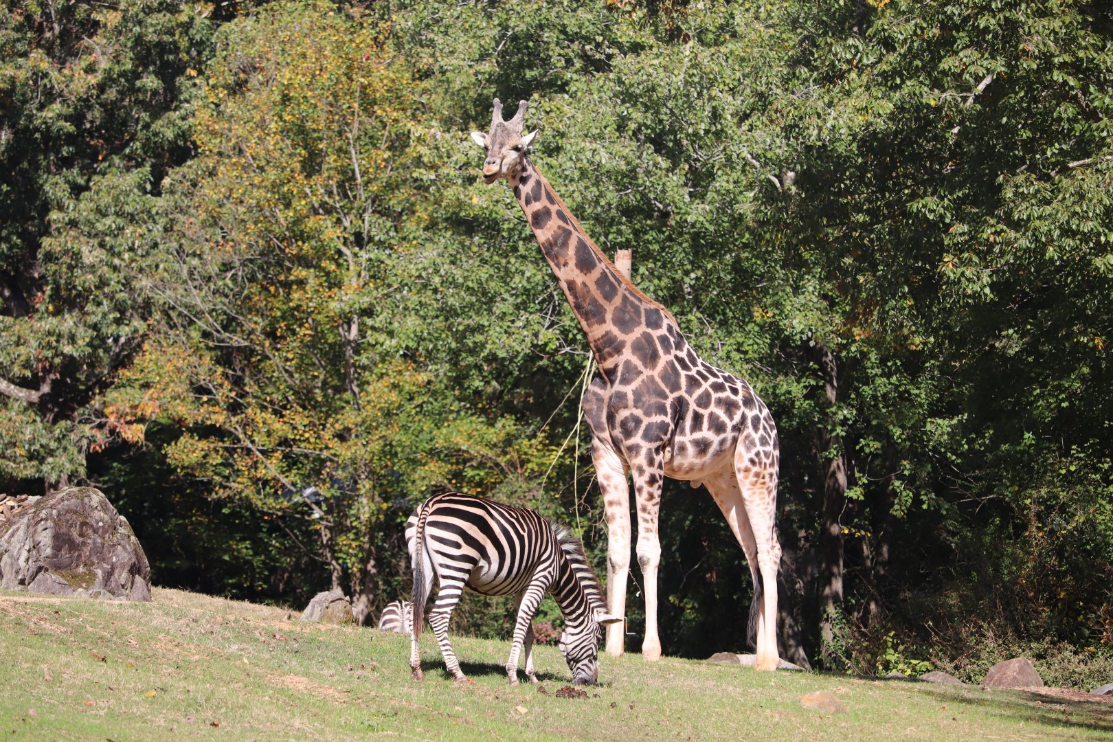 Forest Edge - Giraffe - Plains Zebra