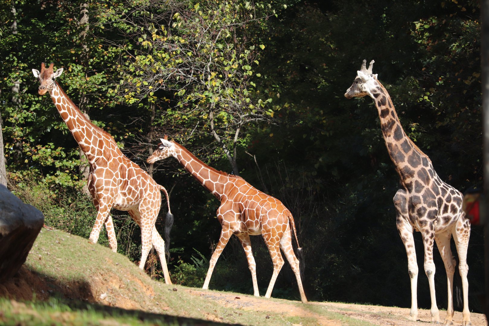 Forest Edge - Giraffe