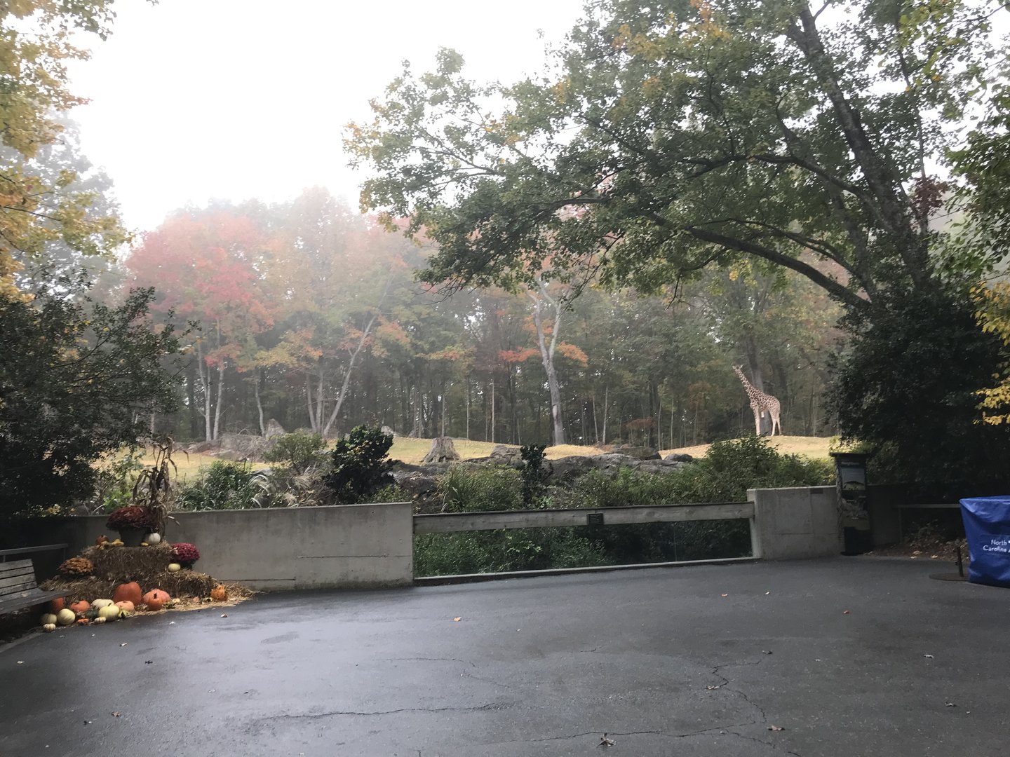 Forest Edge in the Fog