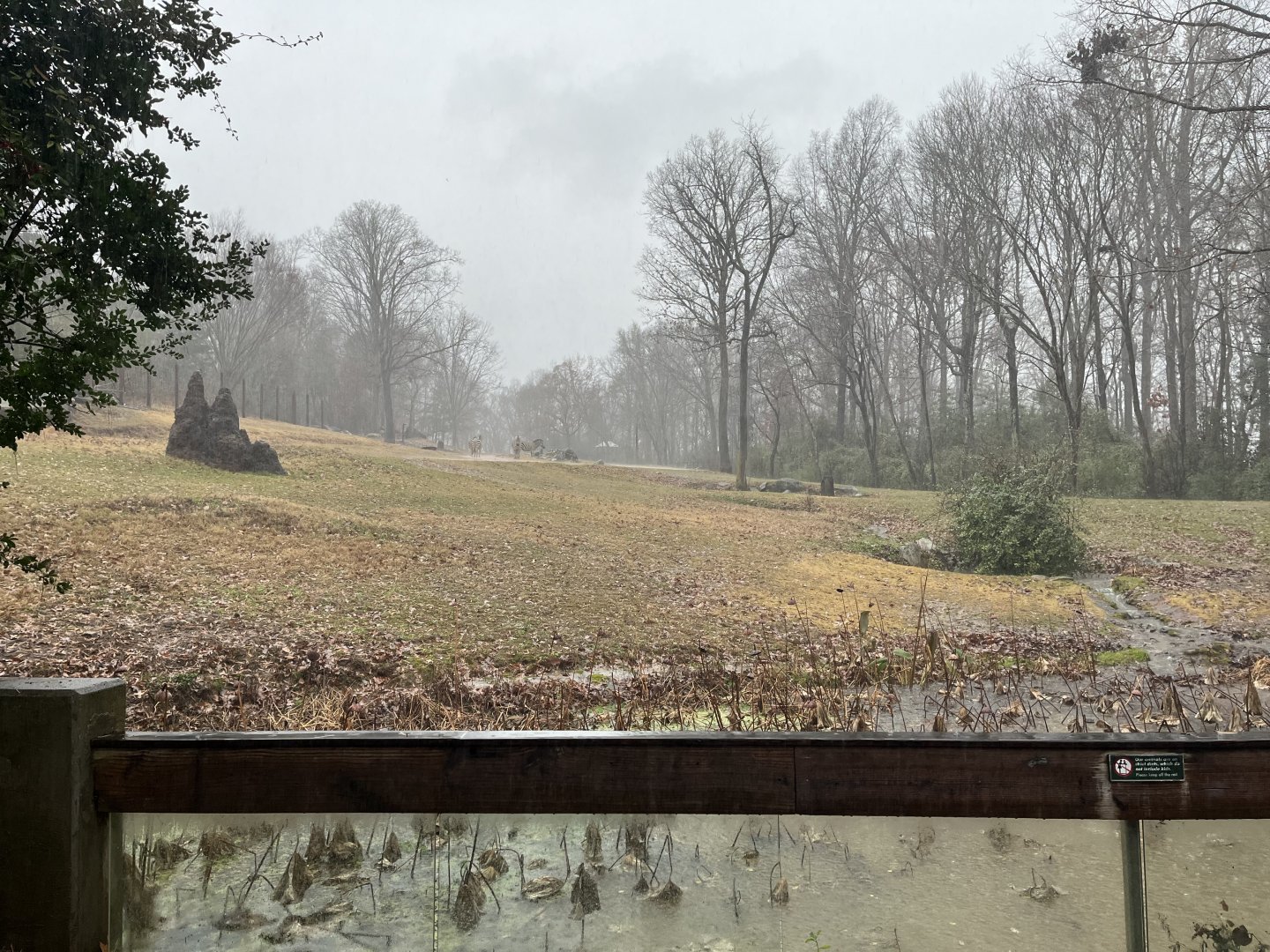 Forest Edge in the Rain