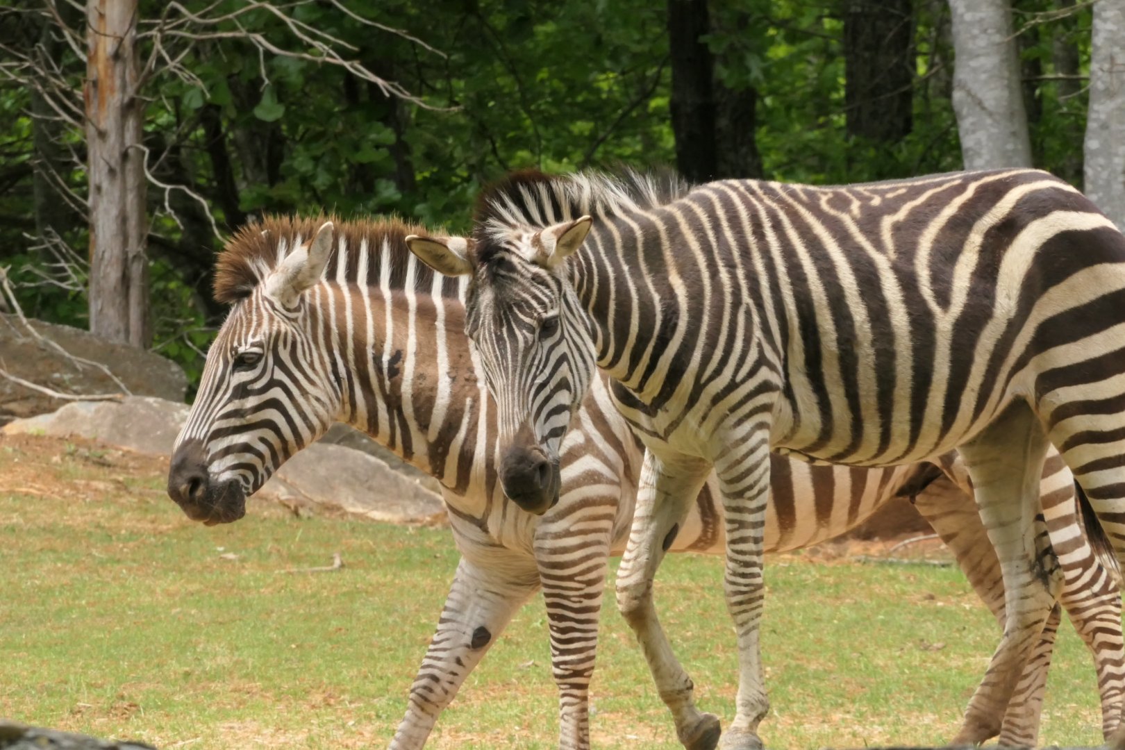 Forest Edge - Plains Zebra