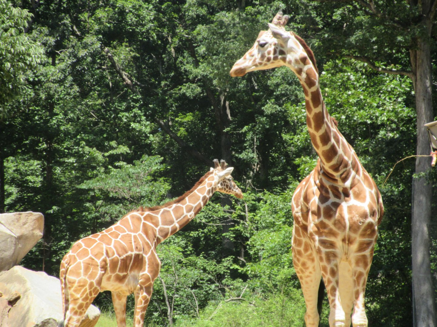 Forest Edge - Reticulated Giraffes (Giraffa (camelopardalis) reticulata)