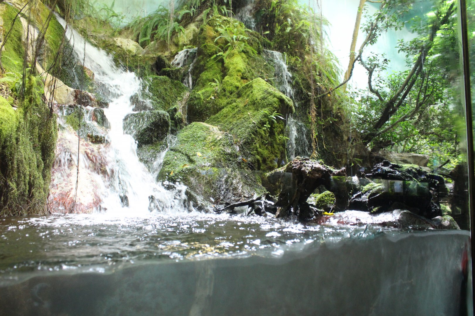Forest exhibit for various fish