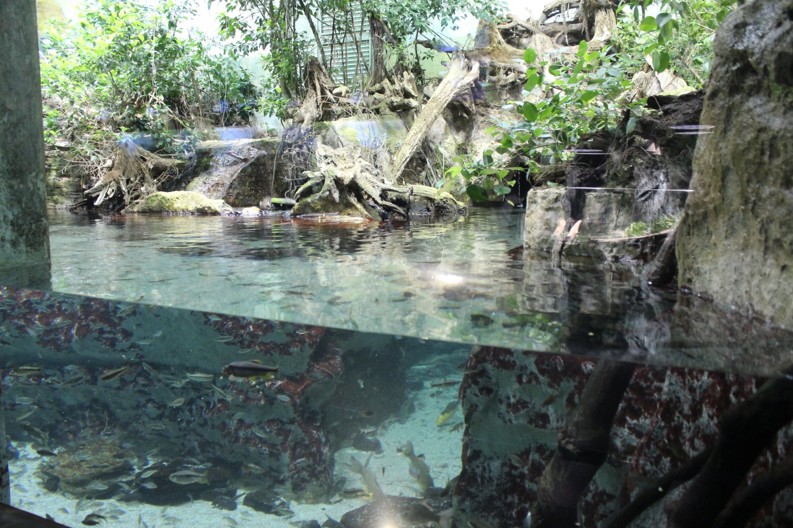 Forest exhibit for various fish