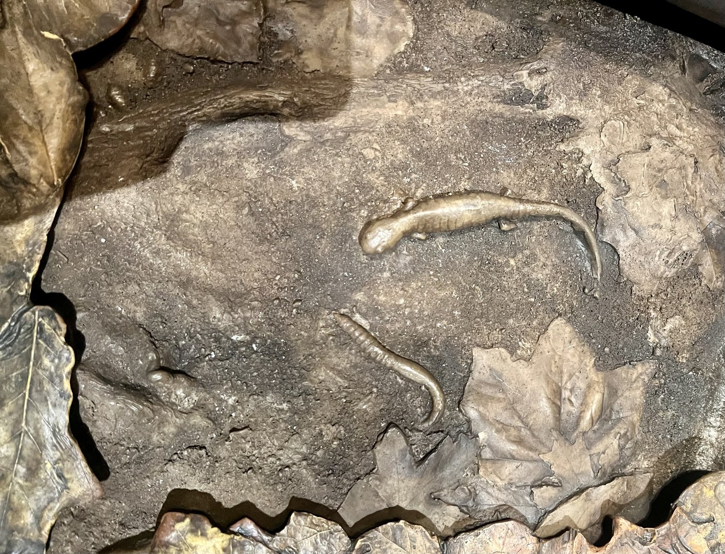 Forest Floor Leaf Litter Display