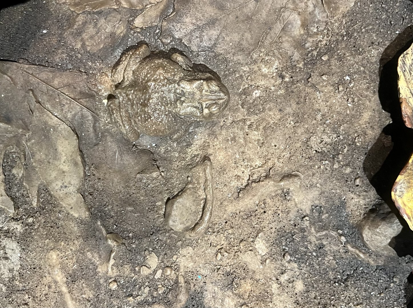 Forest Floor Leaf Litter Display