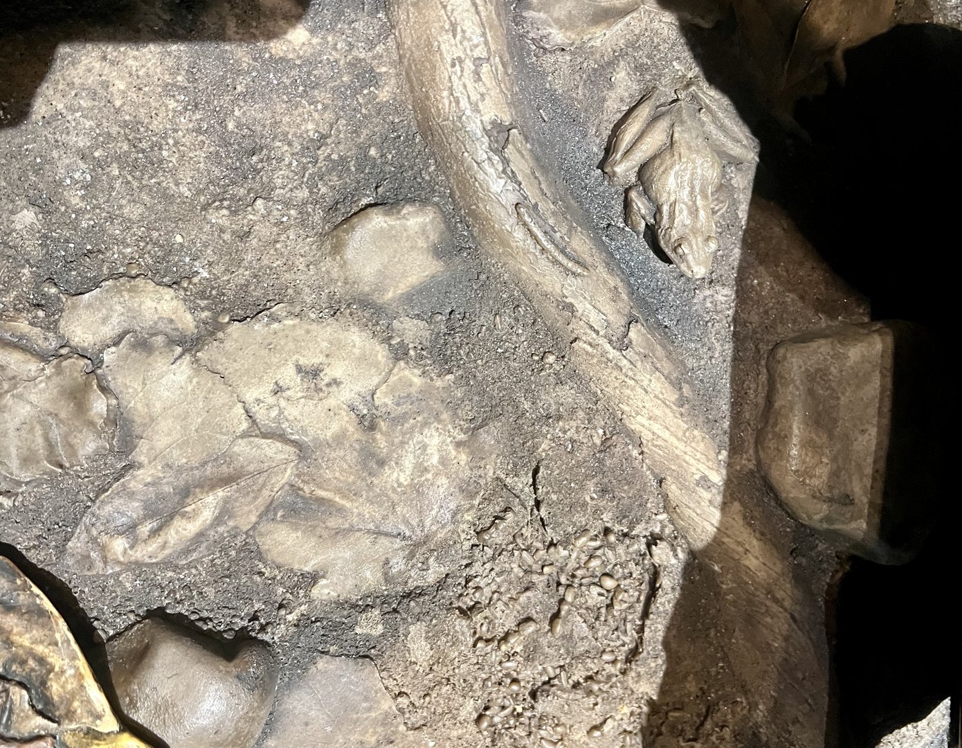 Forest Floor Leaf Litter Display