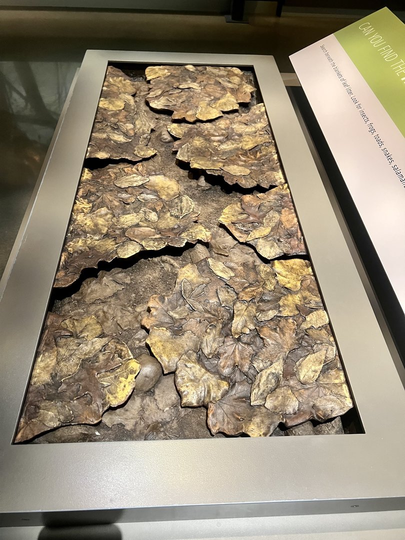Forest Floor Leaf Litter Display