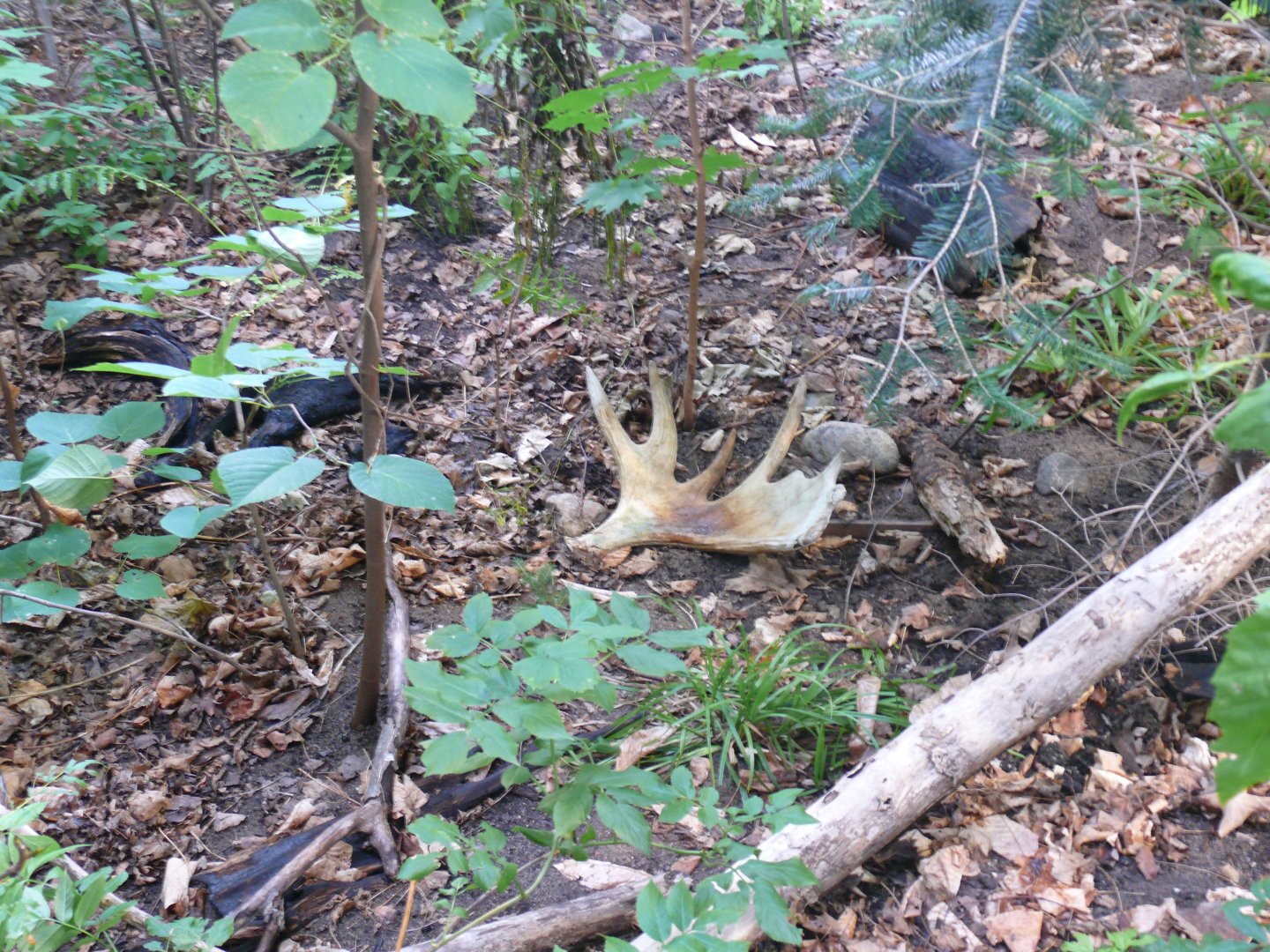 Forest floor - reopening 31-08-2020