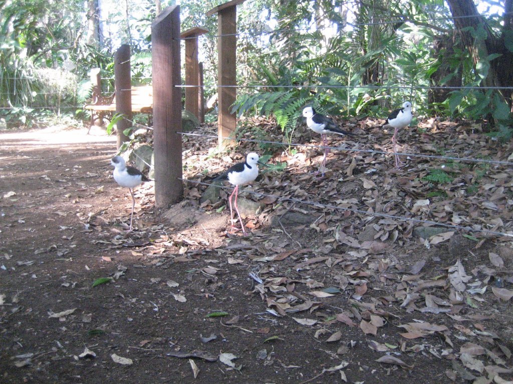 Forest Fringe Aviary interior