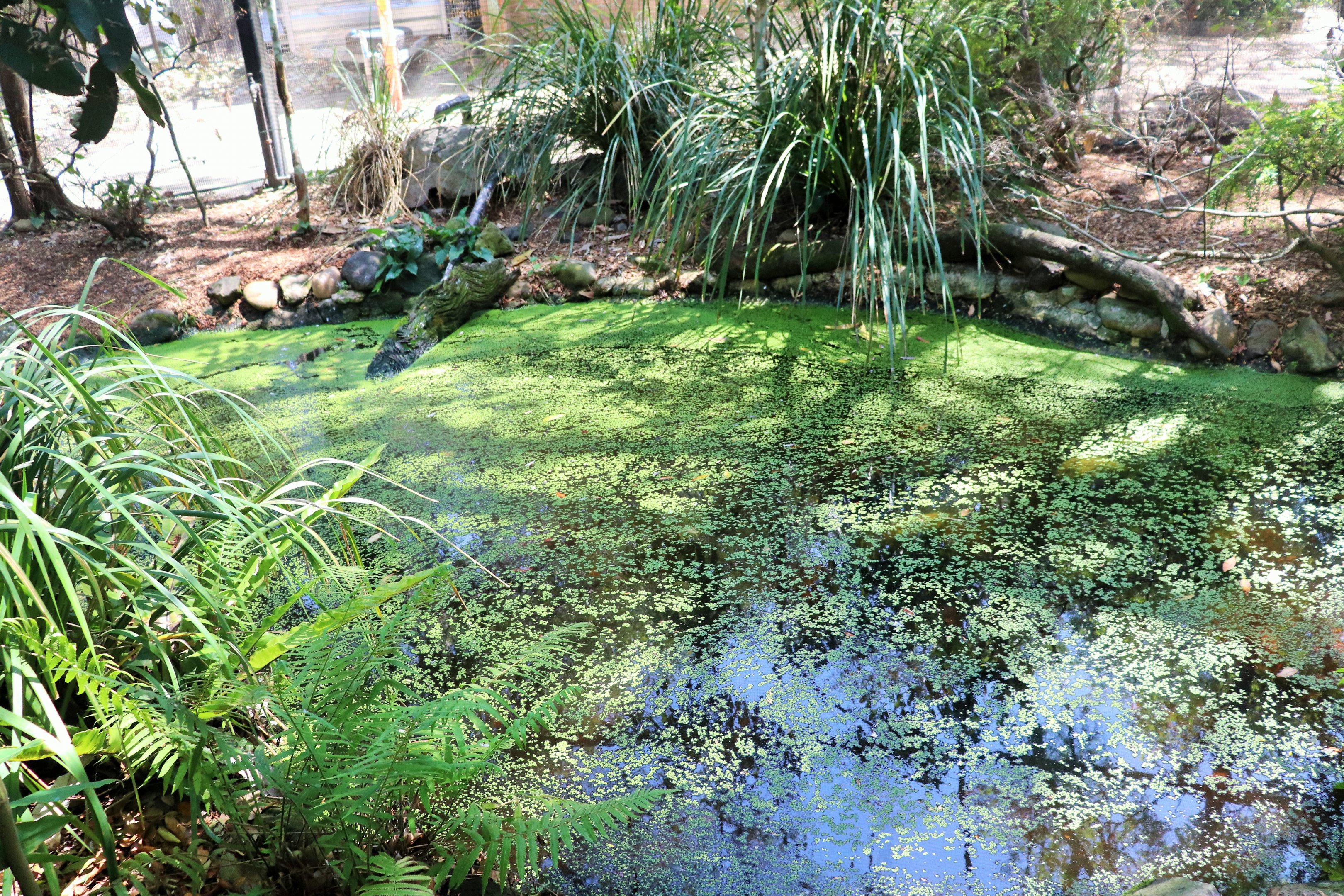 Forest Fringe Aviary Pond