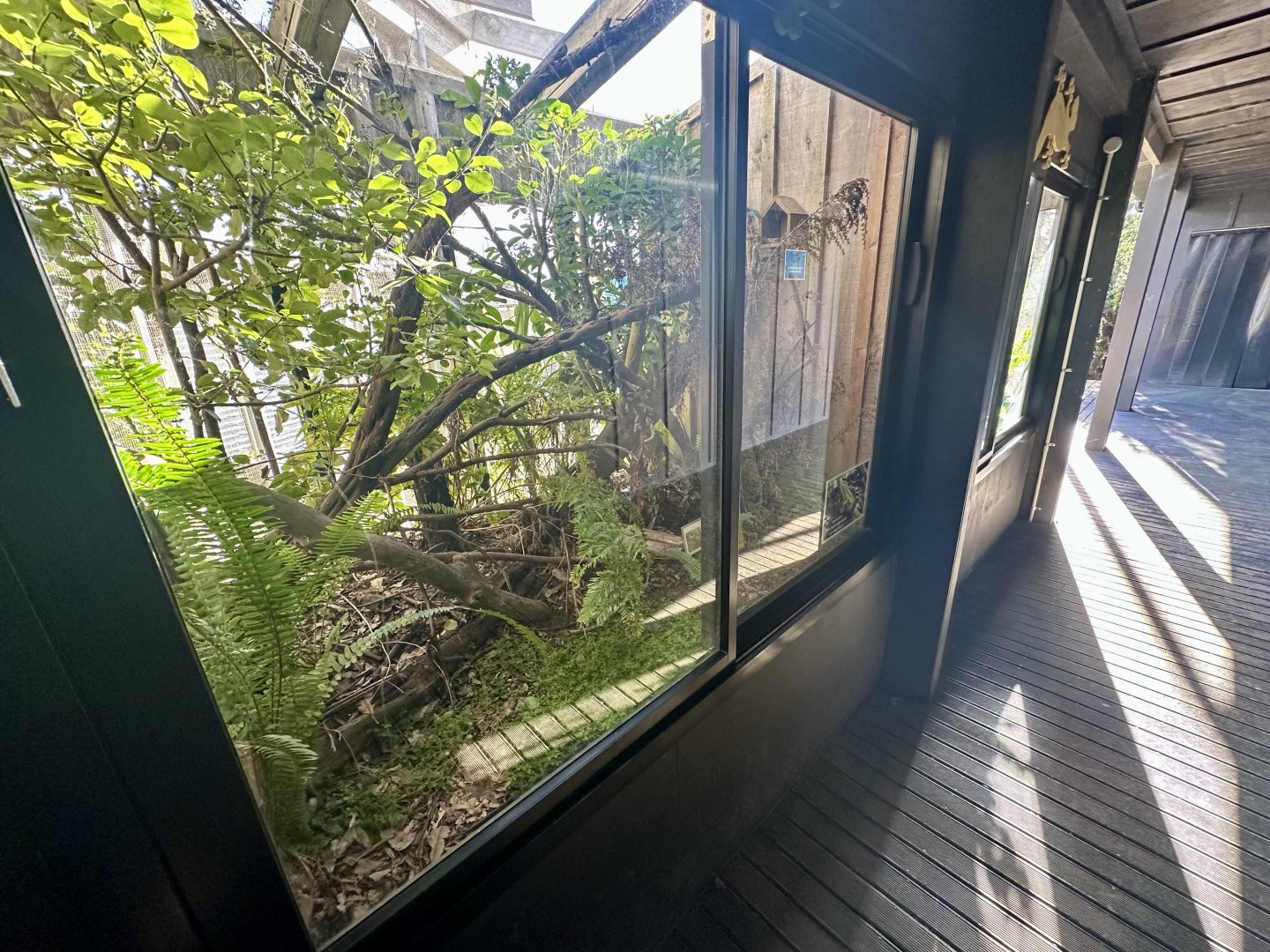 Forest Gecko/Auckland Green Gecko Exhibit