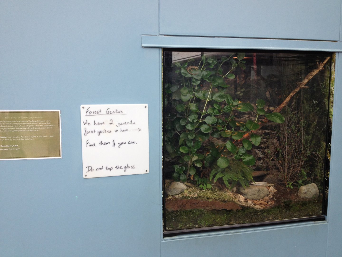 Forest Gecko exhibit