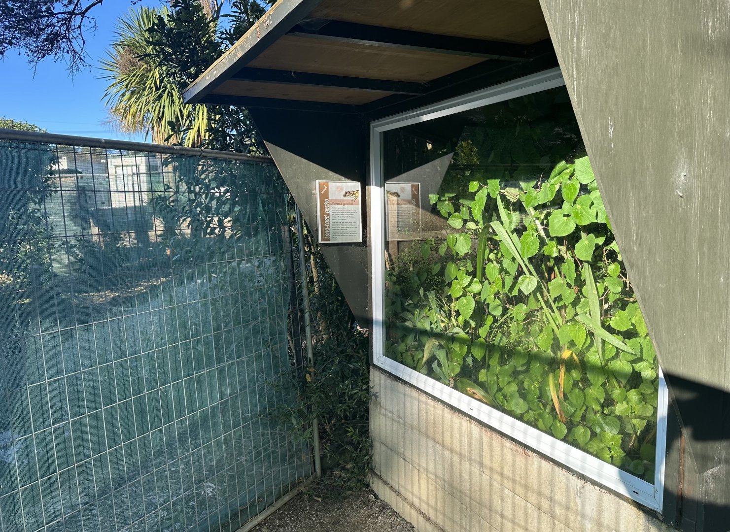 Forest Gecko Exhibit