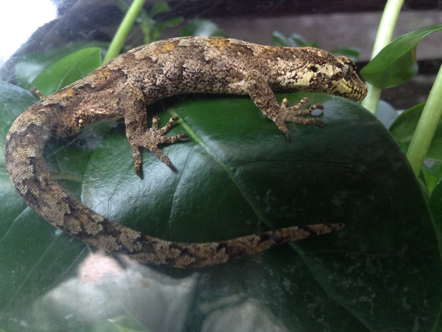 Forest Gecko (Hoplodactylus granulatus)