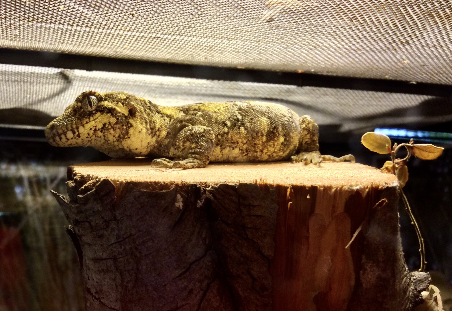 Forest gecko (Hoplodactylus granulatus)