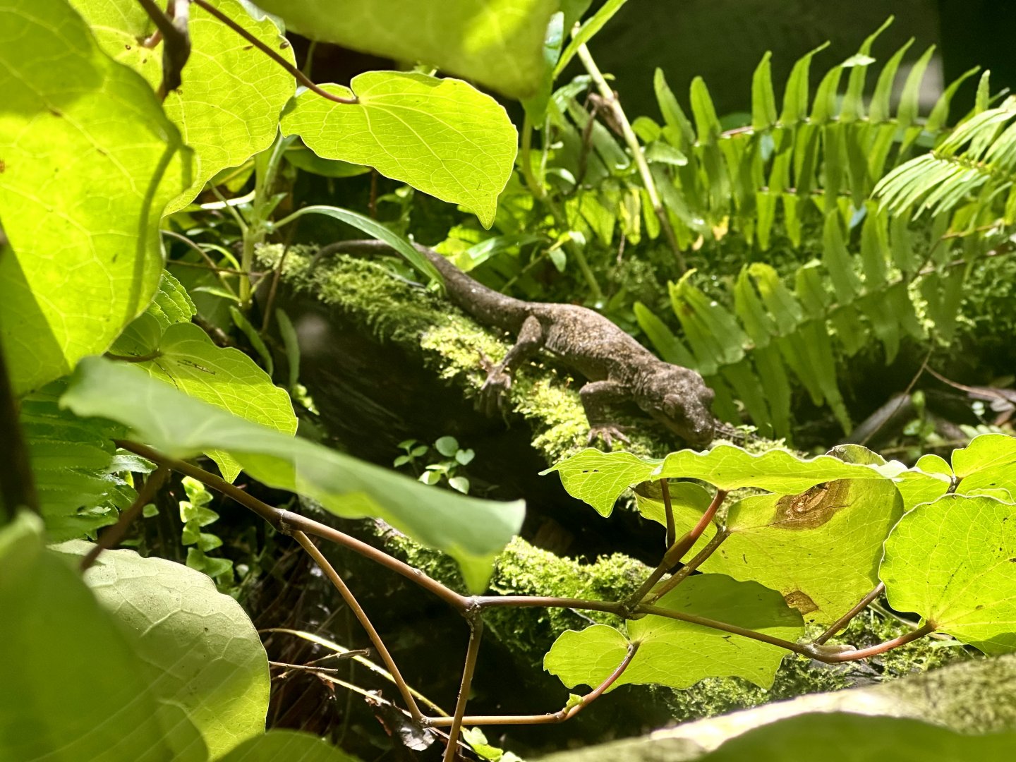 Forest gecko (Hoplodactylus granulatus)