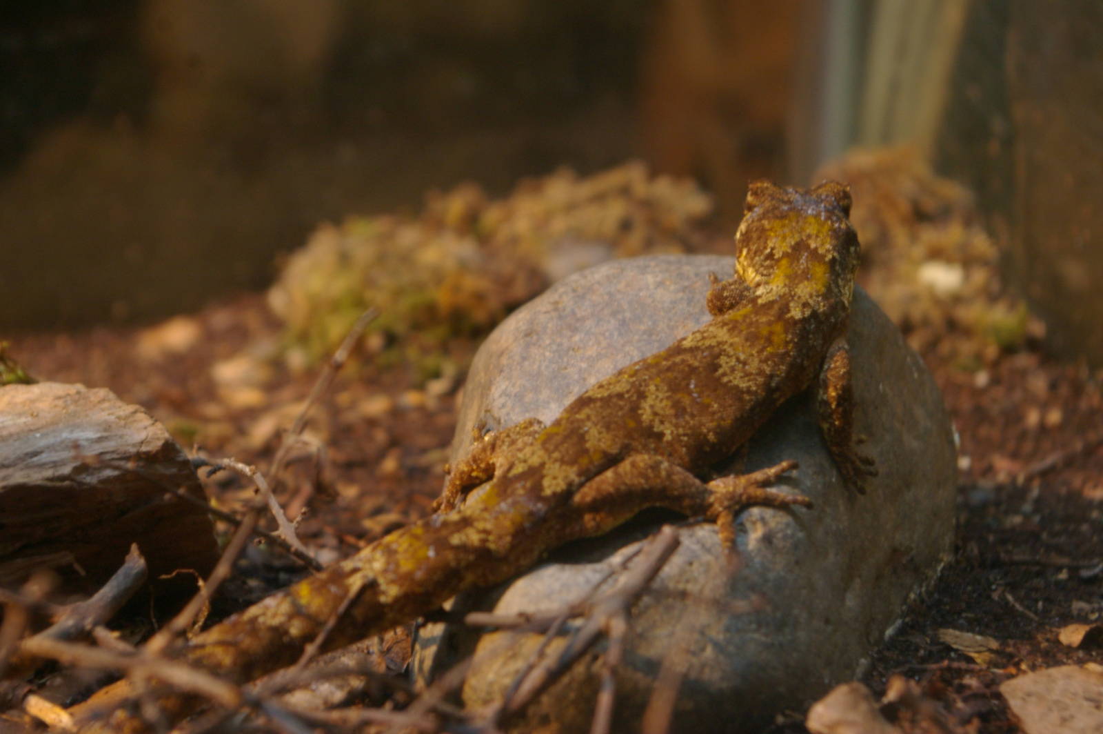 forest gecko (Hoplodactylus granulatus)