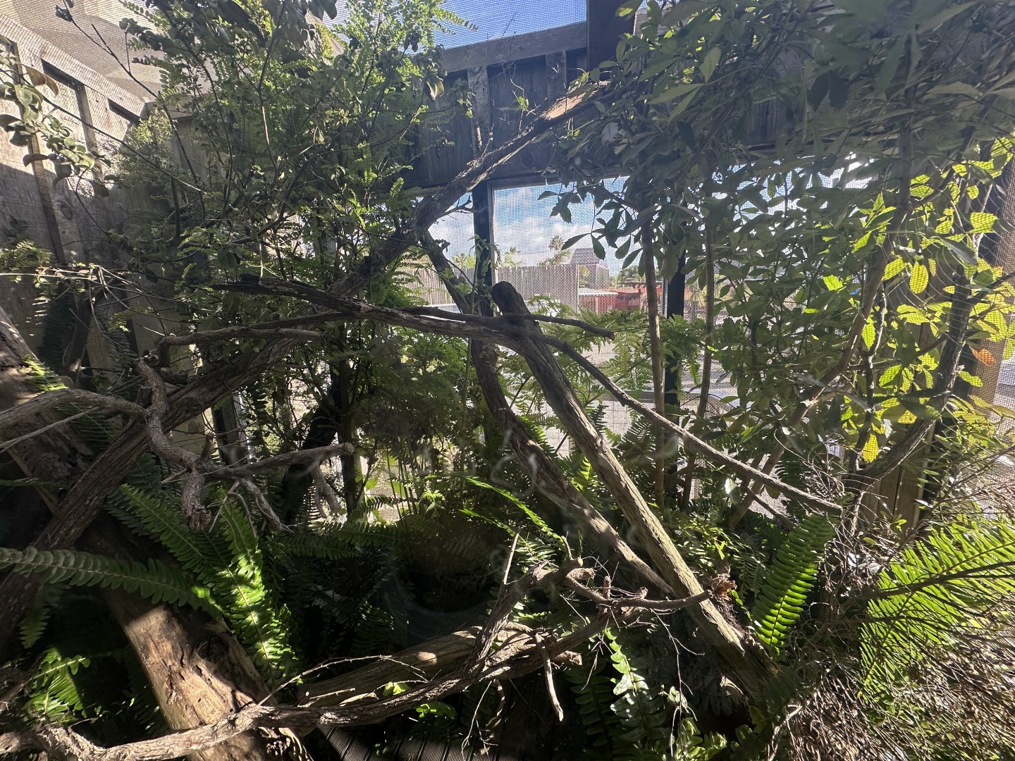 Forest Gecko/Northland Green Gecko Exhibit