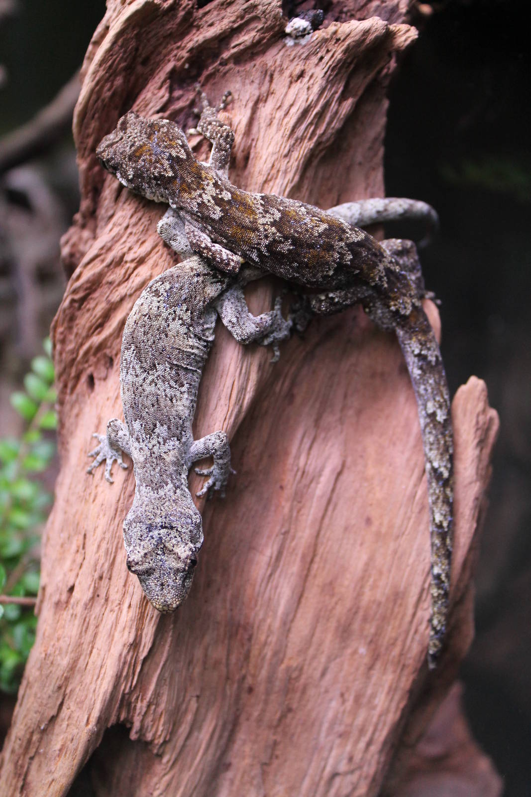 Forest geckos (Mokopirirakau granulatus)
