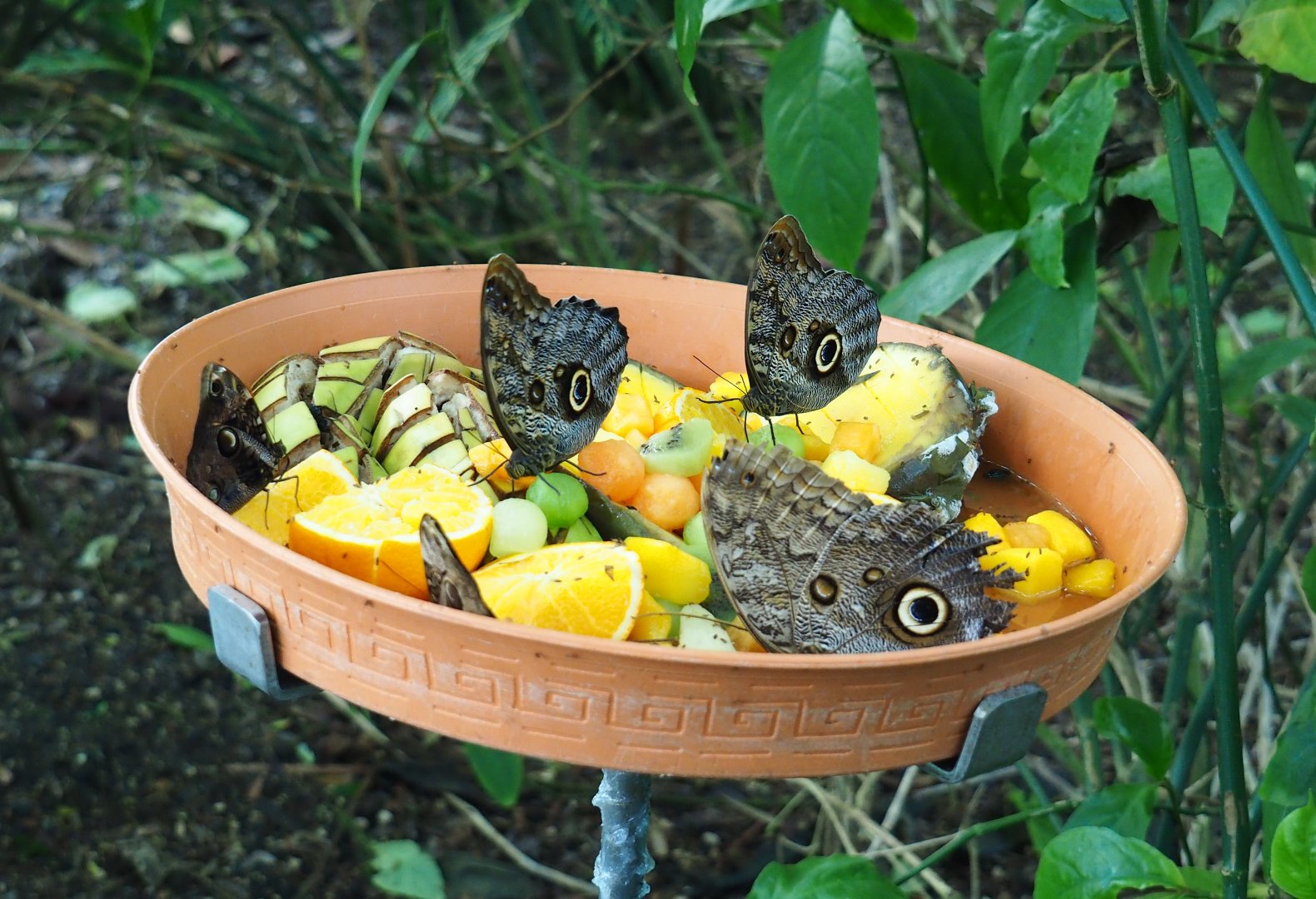 Forest giant owl butterflies (Caligo eurilochus) feeding on fruit (Nov 10th, 2018)