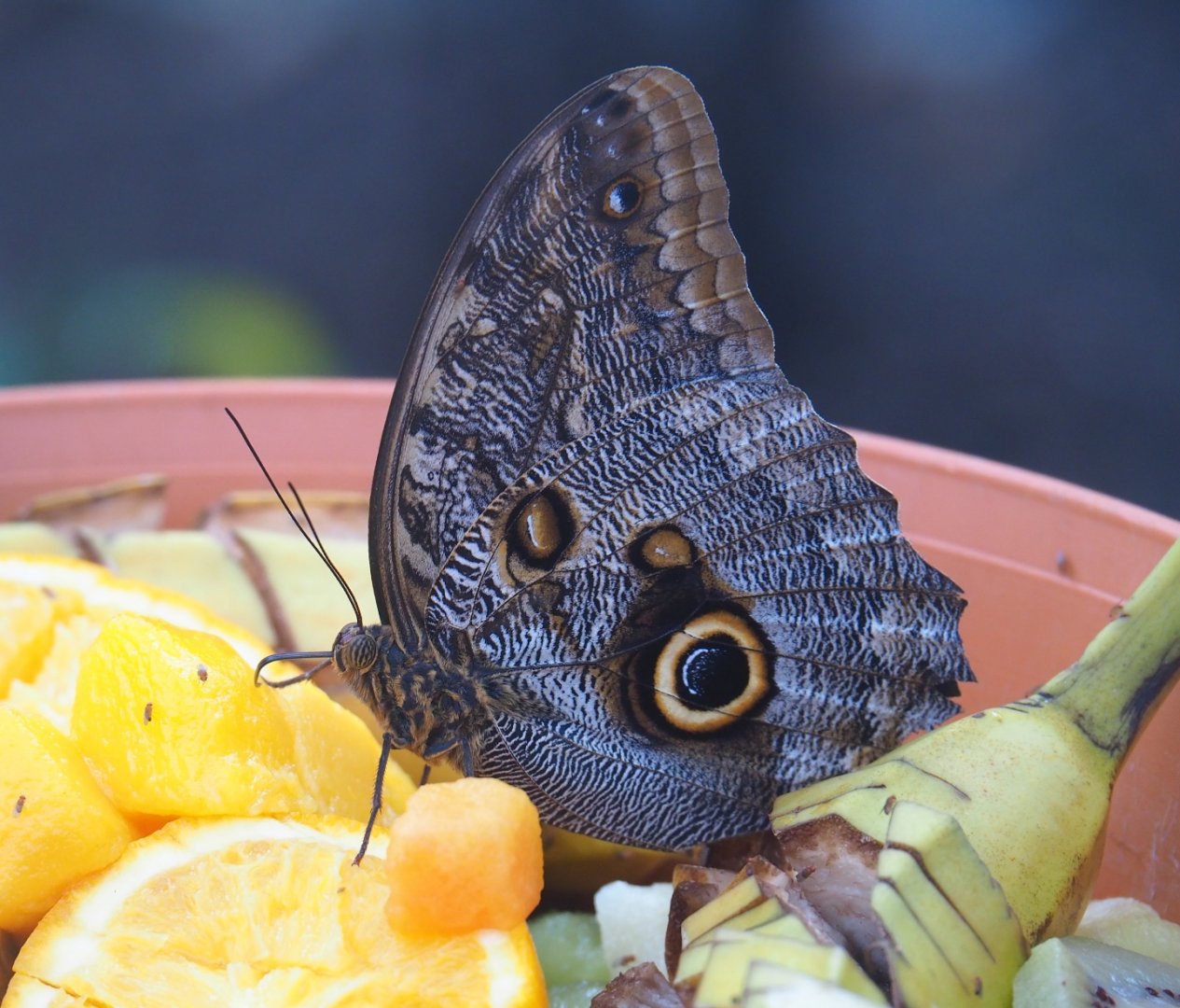 Forest giant owl butterfly (Caligo eurilochus), Nov 10th, 2018