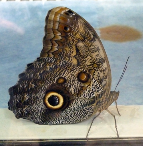 Forest giant owl butterfly (Caligo eurilochus)