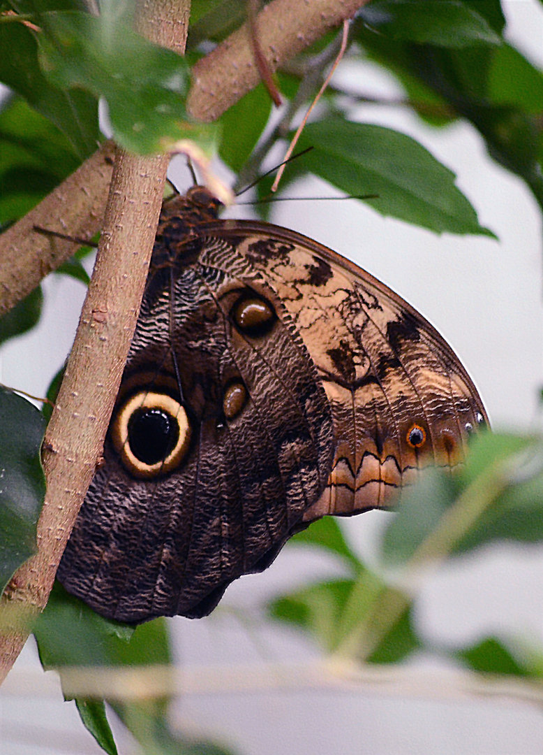 Forest giant owl, Caligo eurilochus.