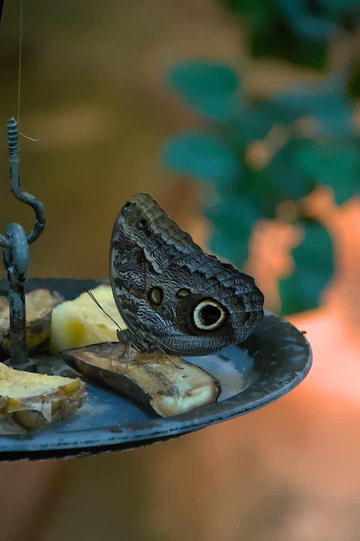 Forest giant owl (Caligo eurilochus)