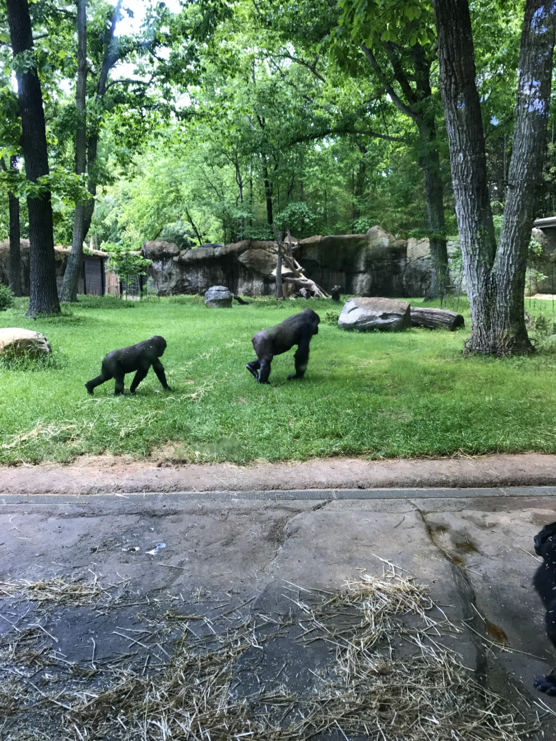 Forest Glade - Western Lowland Gorilla