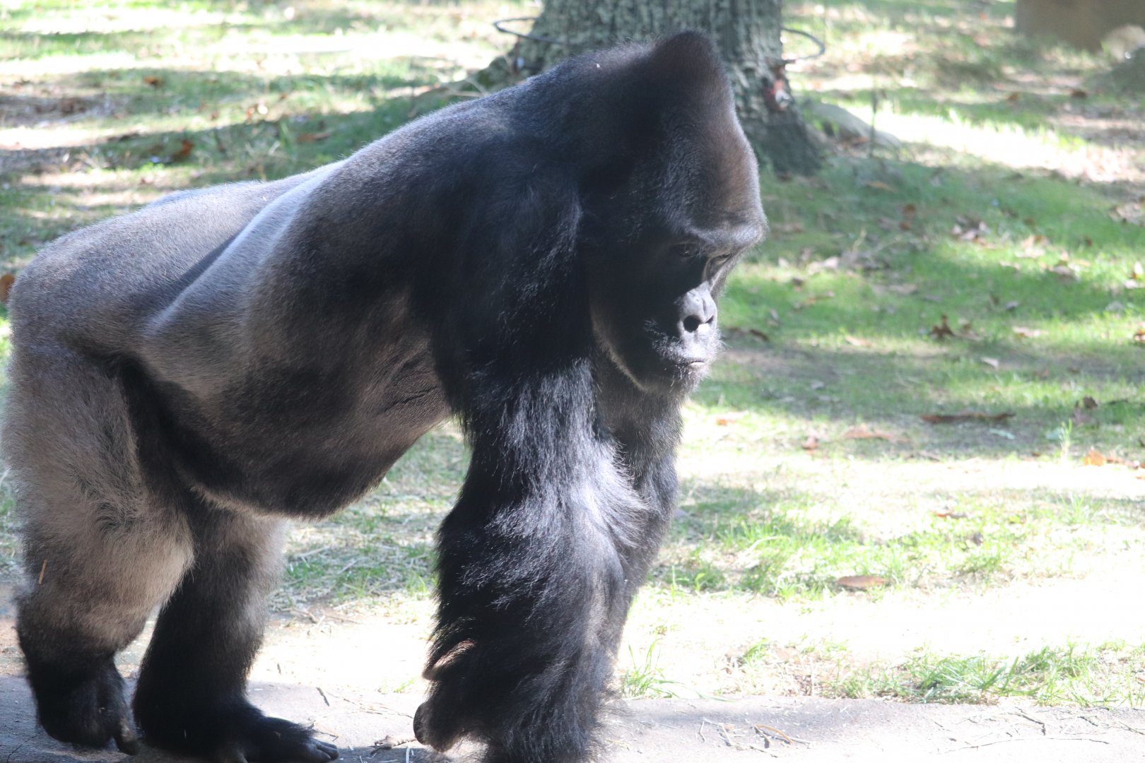 Forest Glade - Western Lowland Gorilla