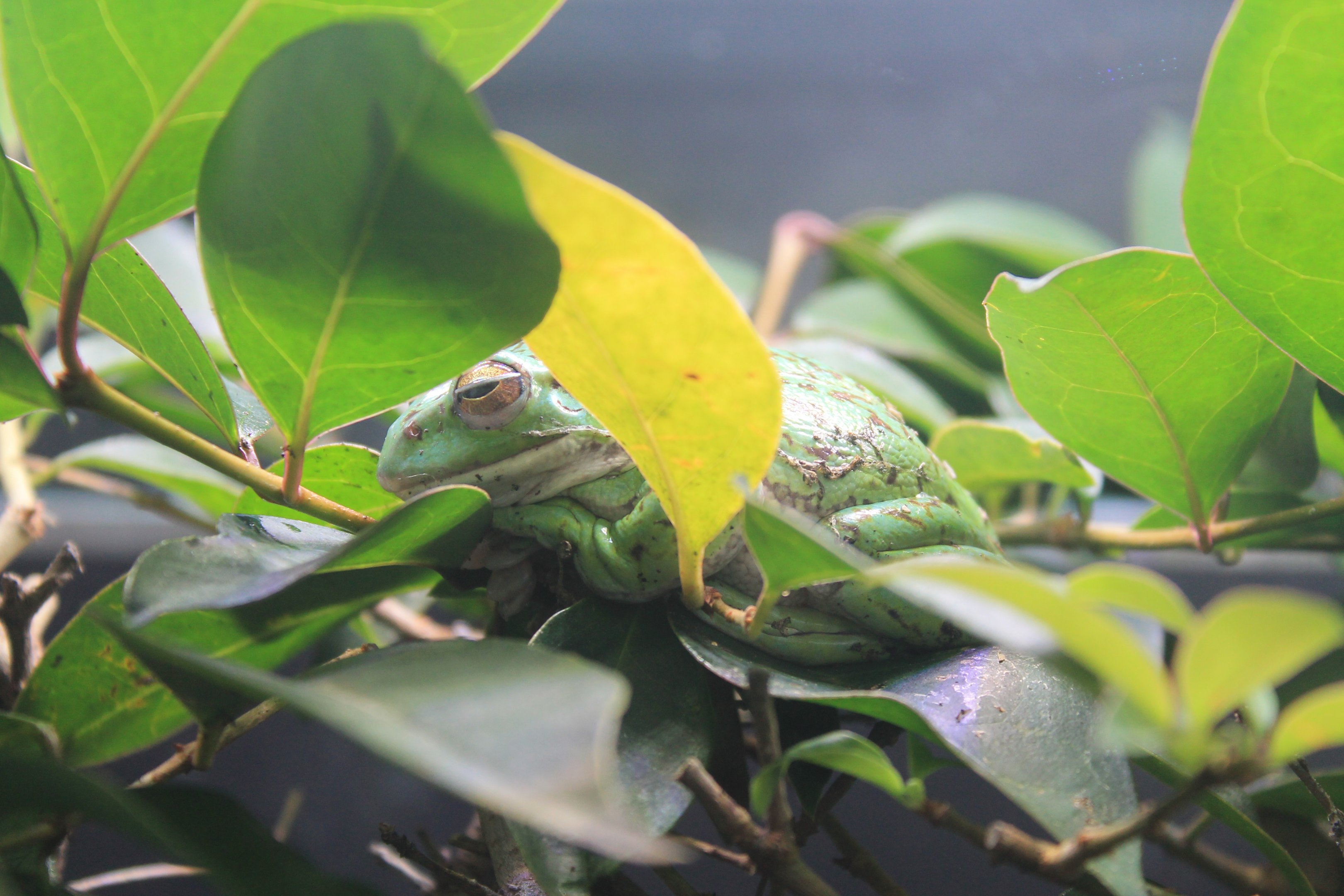 Forest Green Tree Frog (Zhangixalus arboreus)