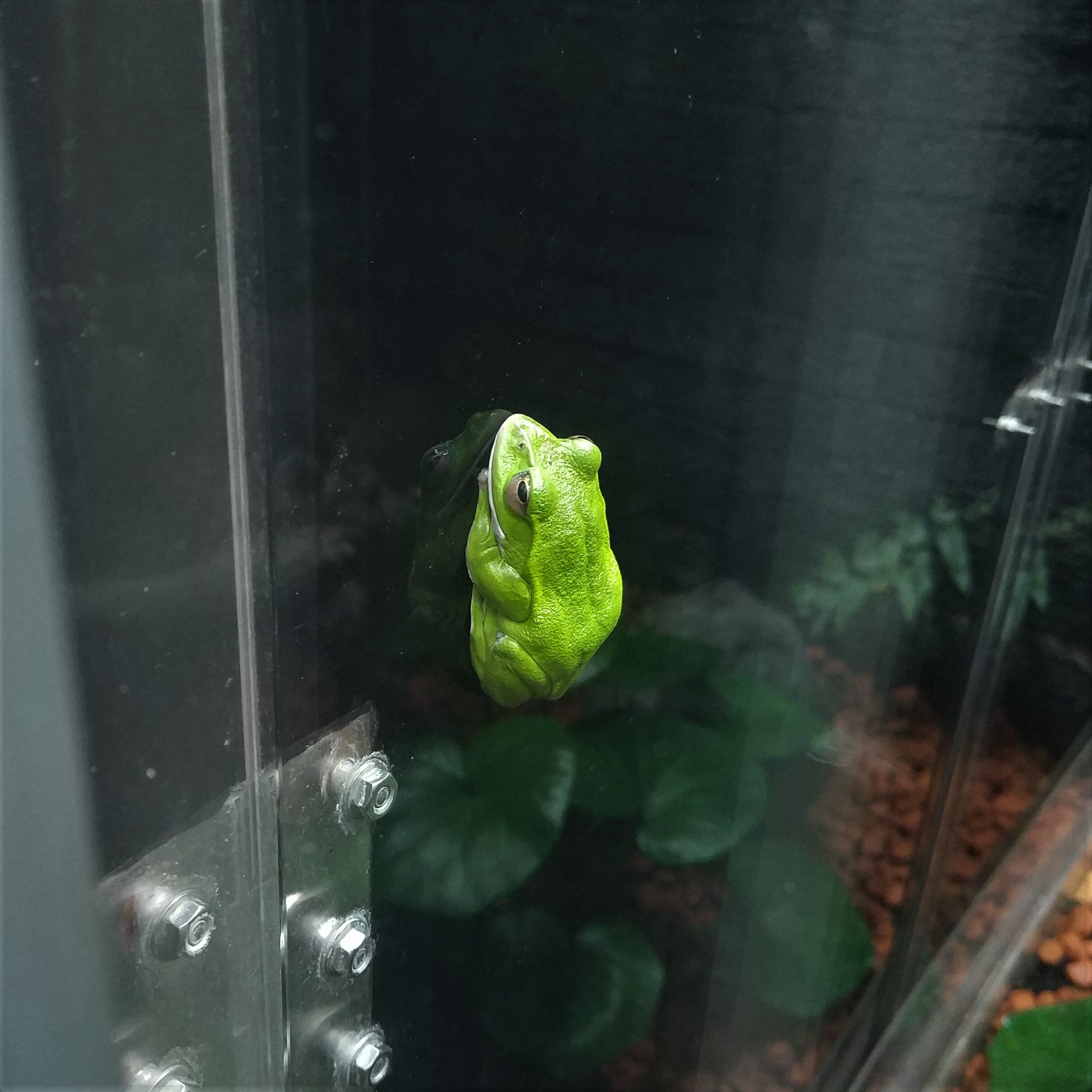 Forest Green Tree Frog