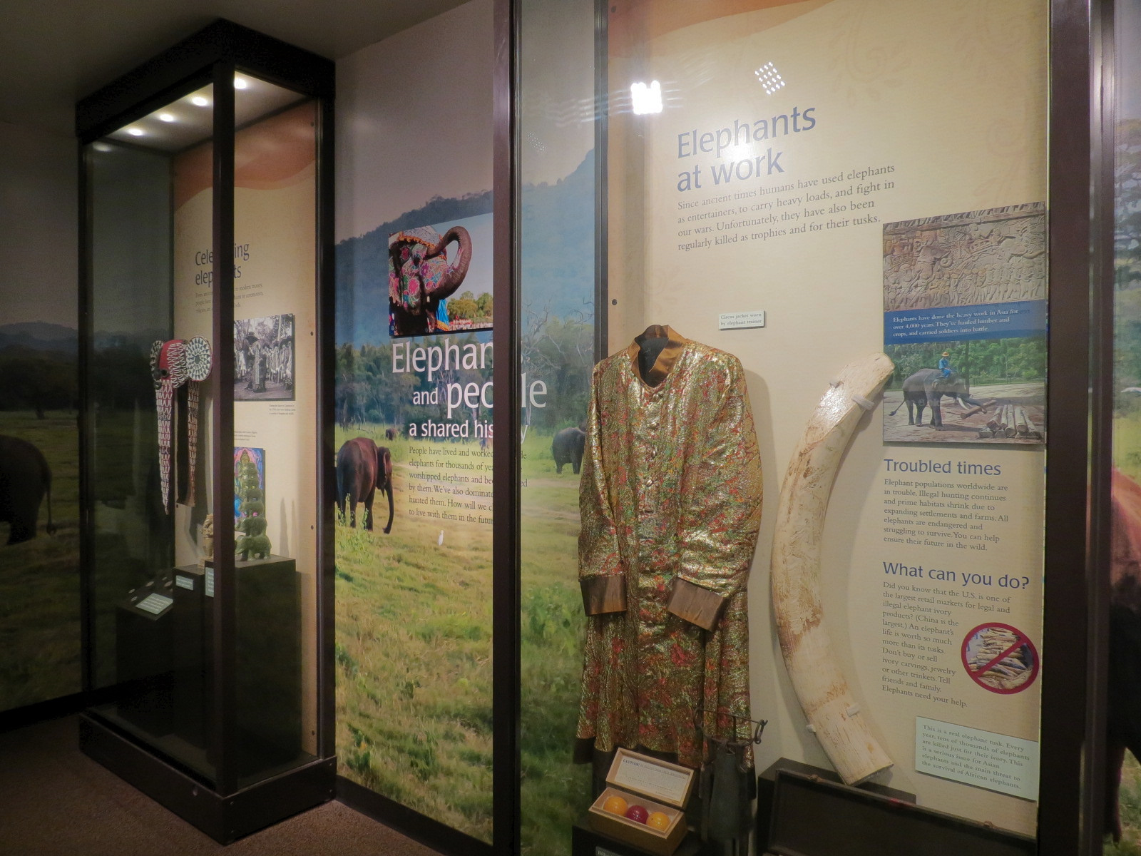 Forest Hall in Elephant Lands