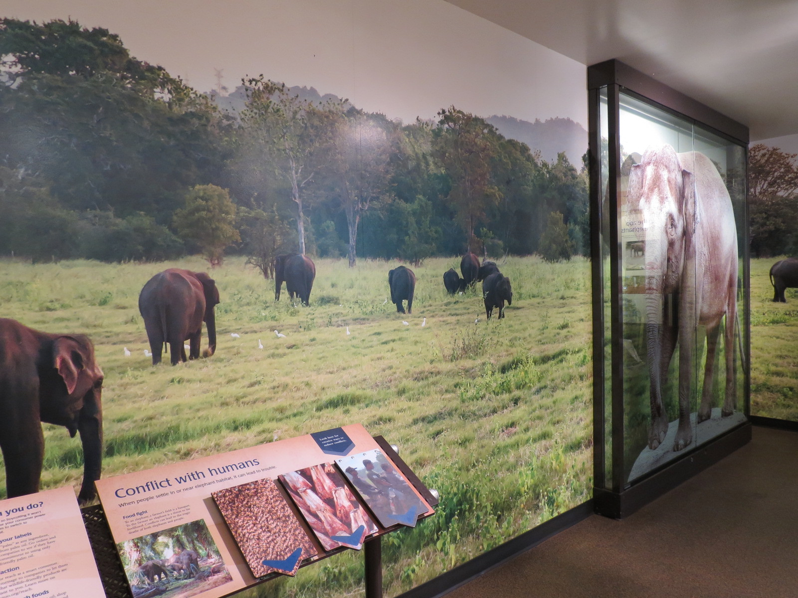 Forest Hall in Elephant Lands