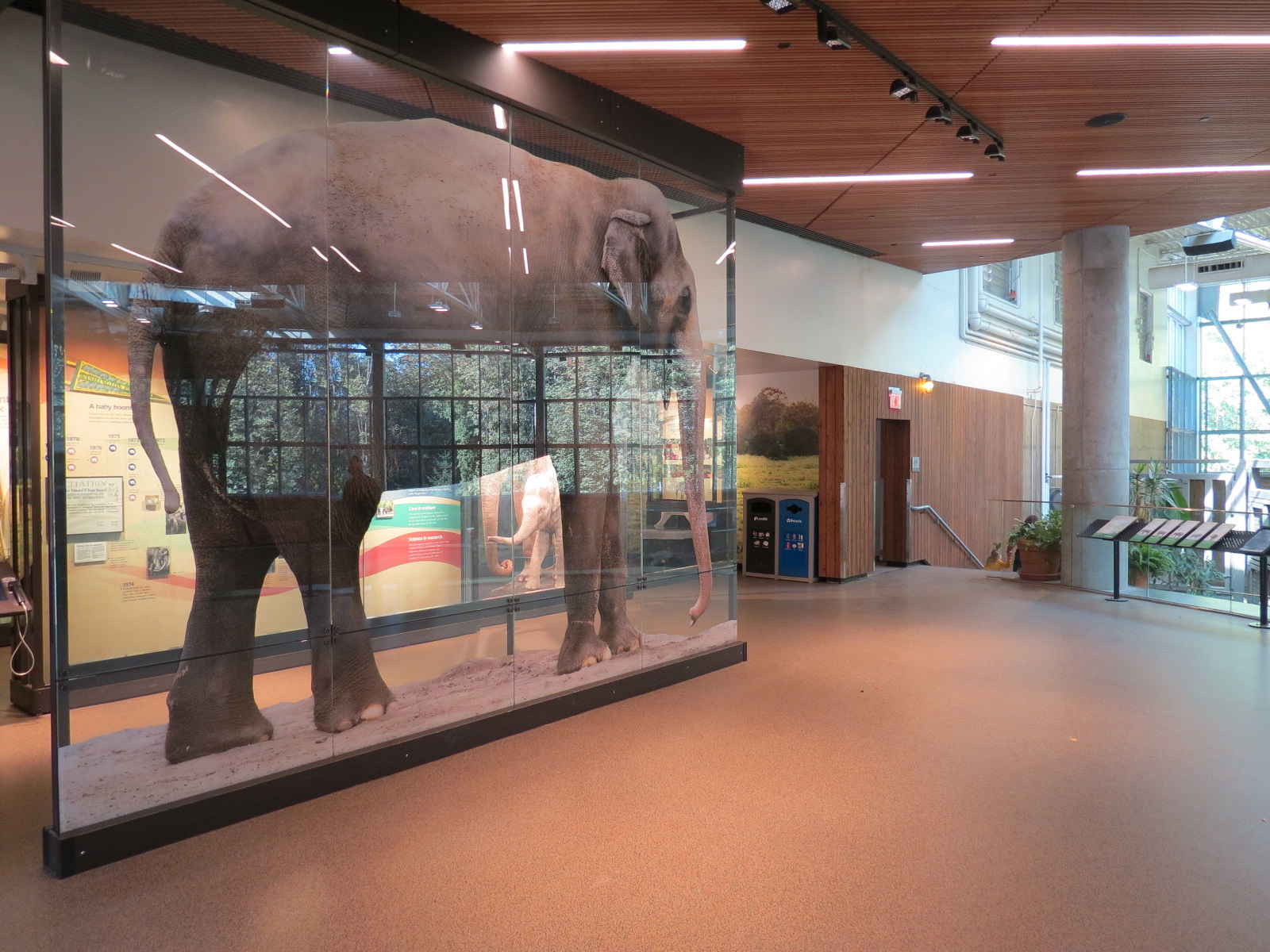 Forest Hall in Elephant Lands