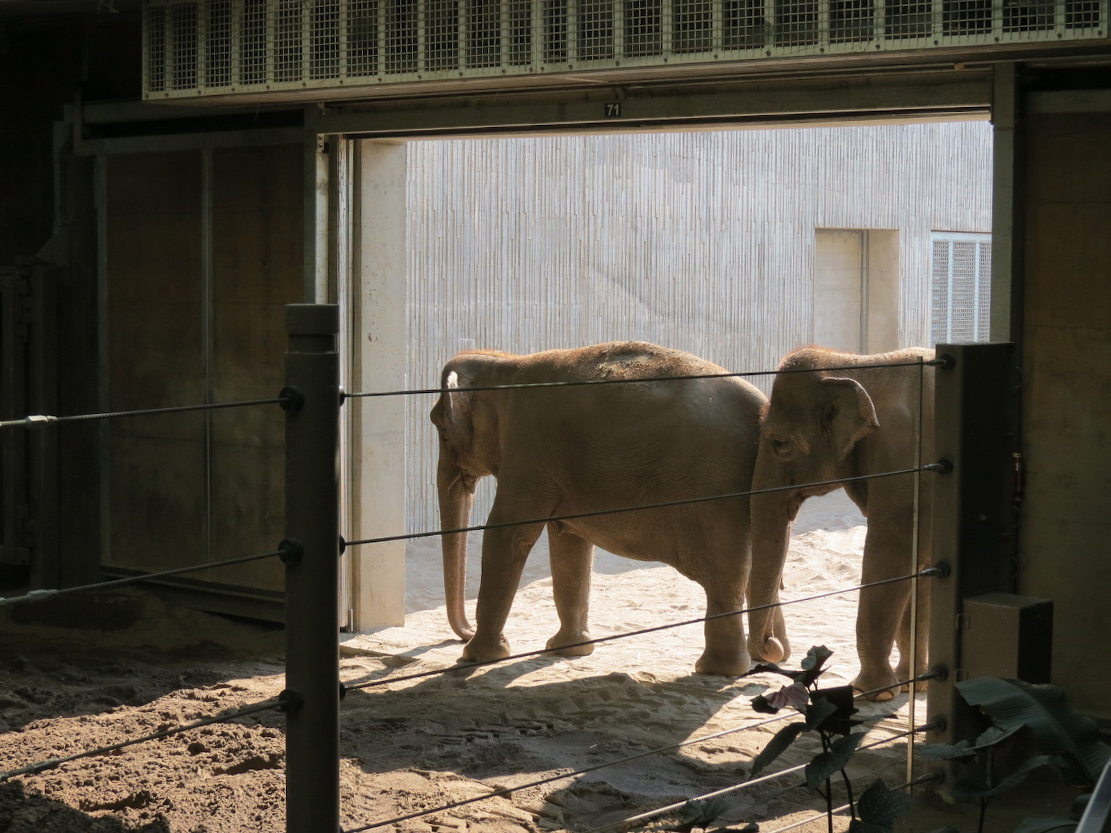 Forest Hall in Elephant Lands