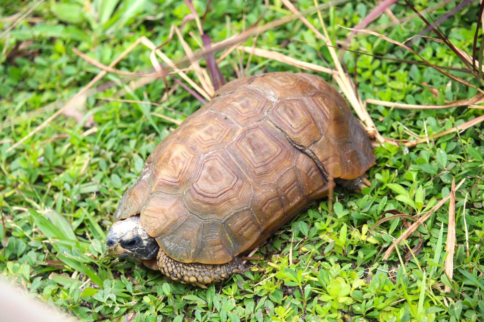 Forest Hinge-back Tortoise