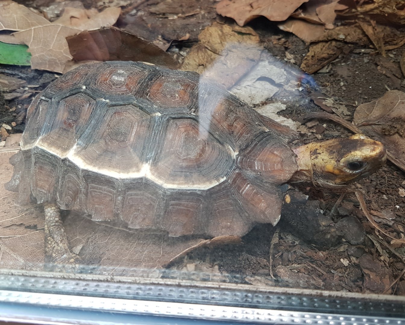 Forest hingeback tortoise - Kinixys erosa