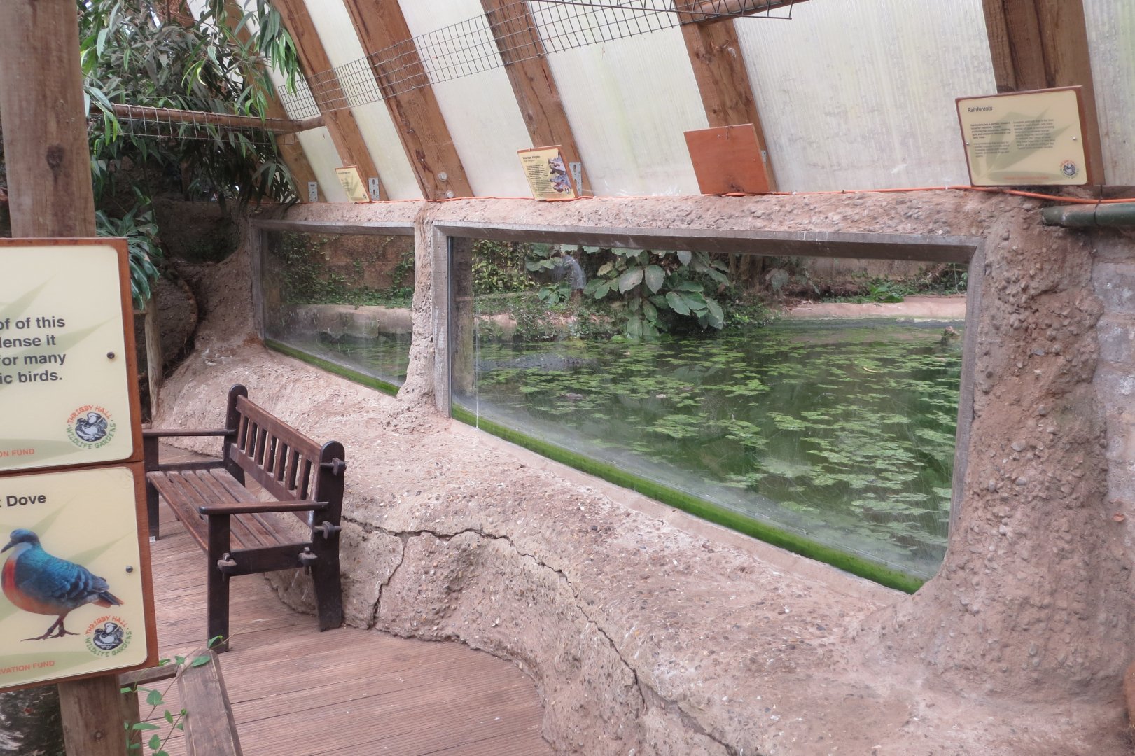 Forest House - American alligator viewing window 070819