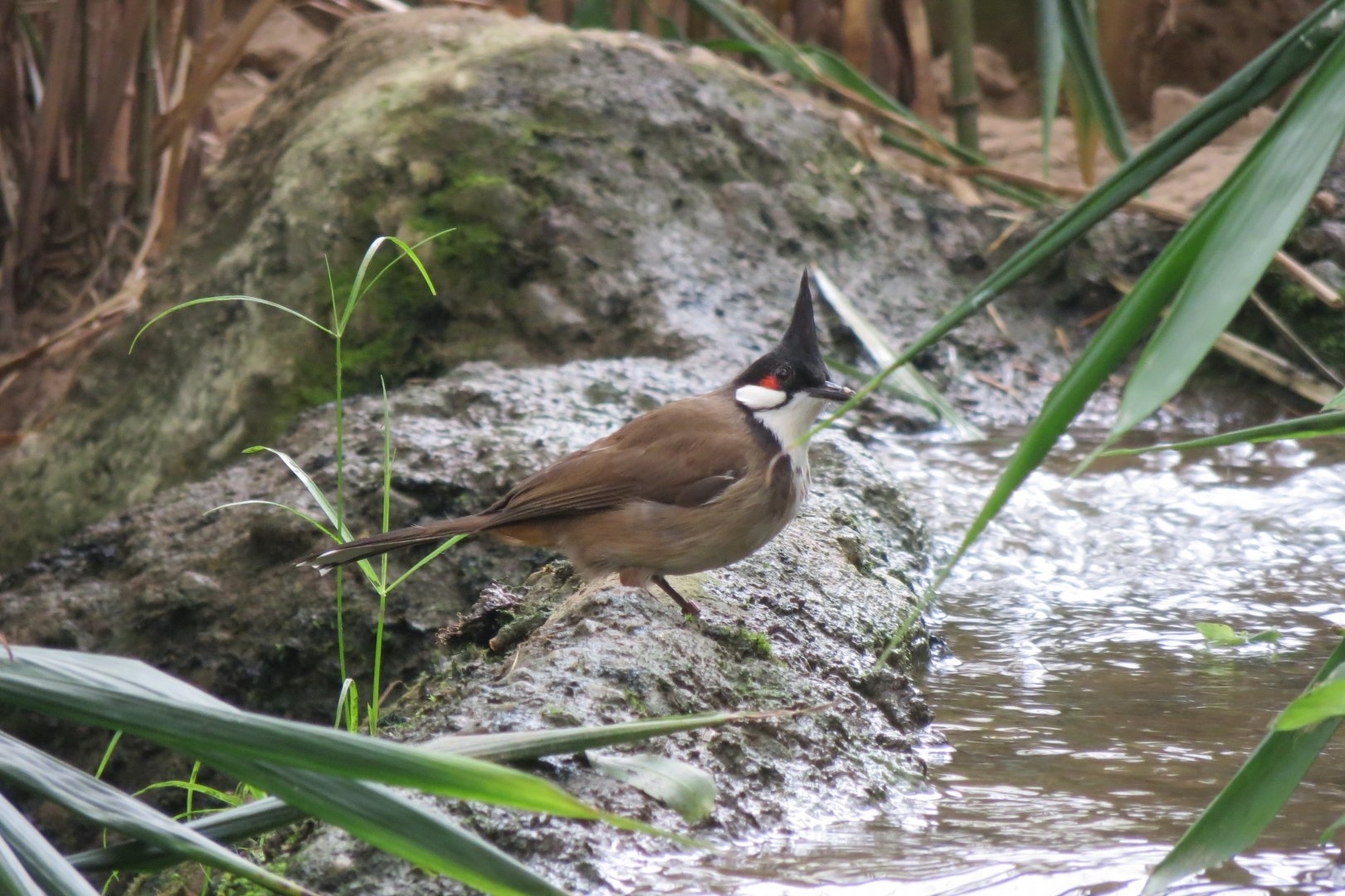 Forest House - Red-whiskered bulbul 070819