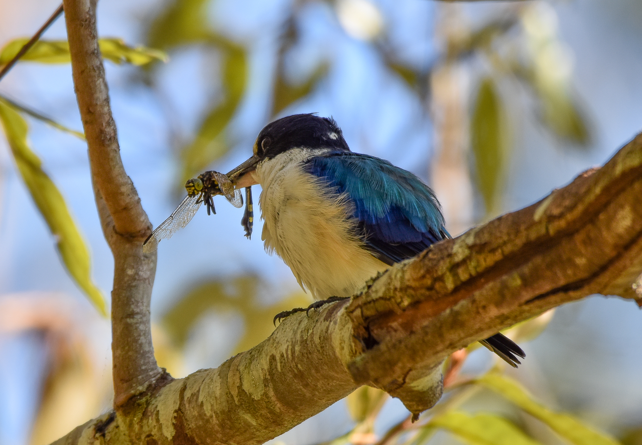 Forest Kingfisher eating dragonfly