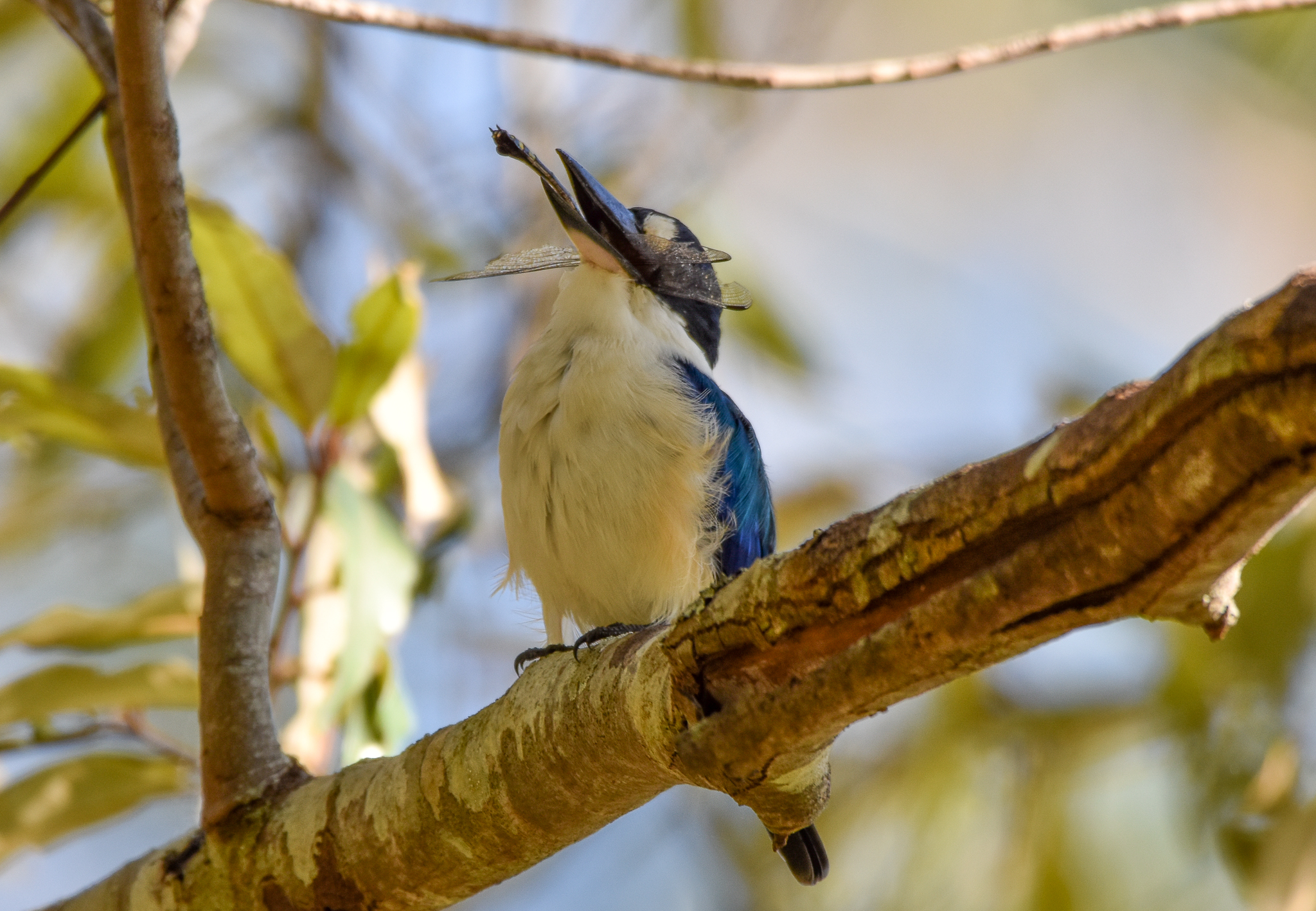 Forest Kingfisher eating dragonfly