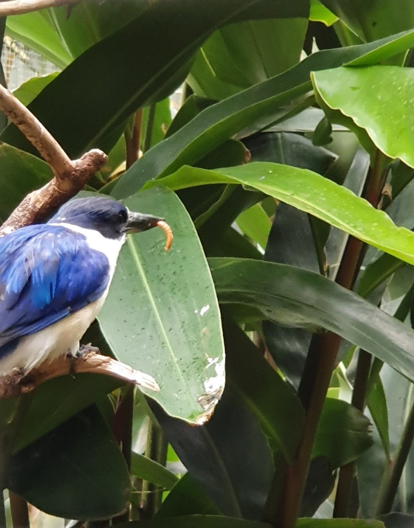 Forest Kingfisher Eating Mealworm