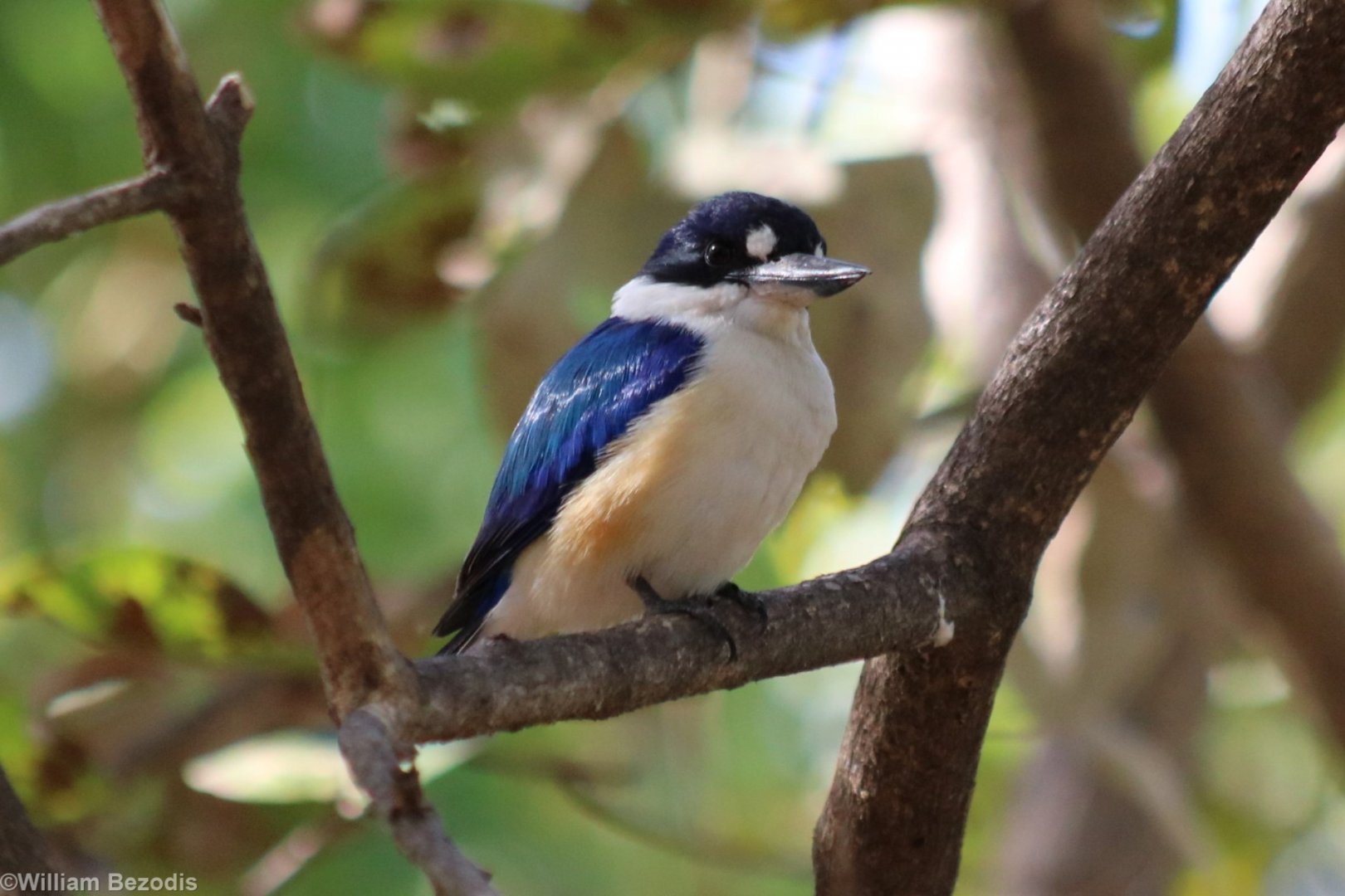 Forest Kingfisher - Kakadu