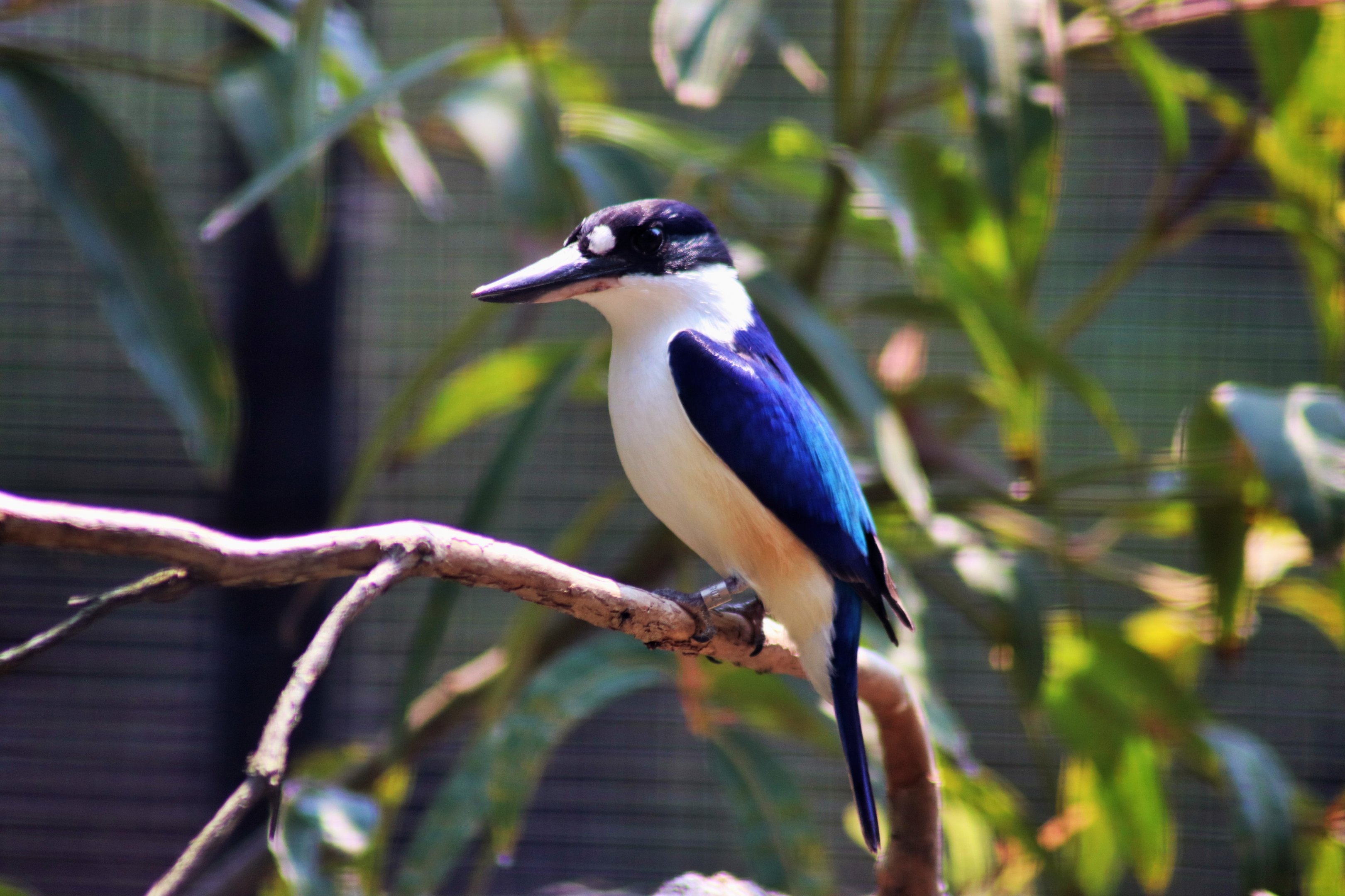 Forest Kingfisher (Todiramphus macleayii)